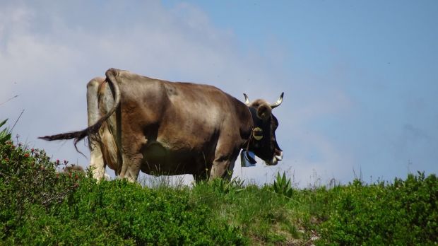 Weidendes Rind im Montafon. Weidendes Rind im Montafon.