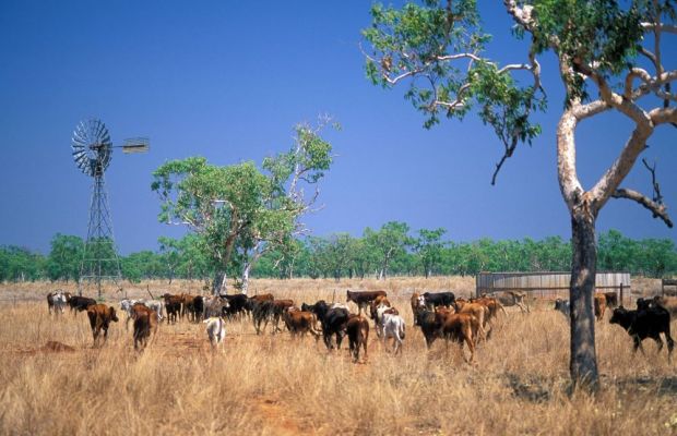 Nach der überstandenen Dürre konzentrieren sich die australischen Rancher auf die Aufstockung der Herden. Nach der überstandenen Dürre konzentrieren sich die australischen Rancher auf die Aufstockung der Herden.