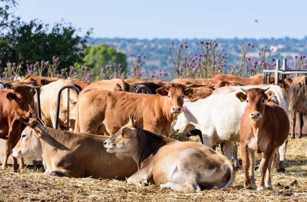 Im Gegensatz zu den meisten anderen EU-Staaten gaben die Jungbullenpreise in Italien deutlich nach. Im Gegensatz zu den meisten anderen EU-Staaten gaben die Jungbullenpreise in Italien deutlich nach.