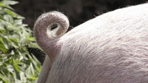 Die Tierschutzorganisation CIWF hat bei der EU-Kommission eine Beschwerde gegen Frankreich aufgrund des routinemäßigen Kupierens der Schwänze von Schweinen eingelegt. Die Tierschutzorganisation CIWF hat bei der EU-Kommission eine Beschwerde gegen Frankreich aufgrund des routinemäßigen Kupierens der Schwänze von Schweinen eingelegt.