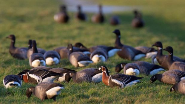 Die Ausbreitung der Vogelgrippe folgt den Wanderungsrouten der Zugvögel. Die Ausbreitung der Vogelgrippe folgt den Wanderungsrouten der Zugvögel.