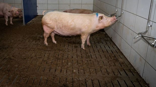 Die Grünen in Österreich wollen die Vollspaltenböden aus den Schweineställen verbannen. Die Grünen in Österreich wollen die Vollspaltenböden aus den Schweineställen verbannen.