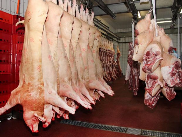 Der Betäubungsvorgang gehört zu den sensibelsten Arbeitsschritten, die an einem Schlachthof durchgeführt werden. Das Symbolbild zeigt anschließend zerlegte Schweinehälften. Der Betäubungsvorgang gehört zu den sensibelsten Arbeitsschritten, die an einem Schlachthof durchgeführt werden. Das Symbolbild zeigt anschließend zerlegte Schweinehälften.