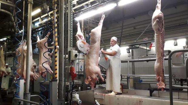 Der Schlachthof Fürth schreibt seit seiner Gründung schwarze Zahlen und soll 2020 mit Millionenaufwand auch im Sinn des Tierschutzes weiter modernisiert werden. Der Schlachthof Fürth schreibt seit seiner Gründung schwarze Zahlen und soll 2020 mit Millionenaufwand auch im Sinn des Tierschutzes weiter modernisiert werden.