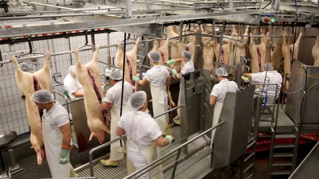 Die Schlachtung läuft in Rheda wieder an. Die Hygienekonzepte erfordern - anders als in Zeiten vor Corona - das Tragen von Schutzmasken und einen ausreichenden Abstand zwischen den Mitarbeitern. Die Schlachtung läuft in Rheda wieder an. Die Hygienekonzepte erfordern - anders als in Zeiten vor Corona - das Tragen von Schutzmasken und einen ausreichenden Abstand zwischen den Mitarbeitern.