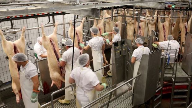 Die Tönnies-Gruppe fährt ihre Kapazitäten in Rheda-Wiedenbrück weiter hoch. Aktuell werden nach Konzernangaben rund 17.000 Schweine pro Tag geschlachtet. Die Tönnies-Gruppe fährt ihre Kapazitäten in Rheda-Wiedenbrück weiter hoch. Aktuell werden nach Konzernangaben rund 17.000 Schweine pro Tag geschlachtet.