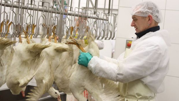 Die Geflügelbranche warnt vor Lebensmittelverschwendung im Zusammenhang mit Schlachthofschließungen. Die Geflügelbranche warnt vor Lebensmittelverschwendung im Zusammenhang mit Schlachthofschließungen.