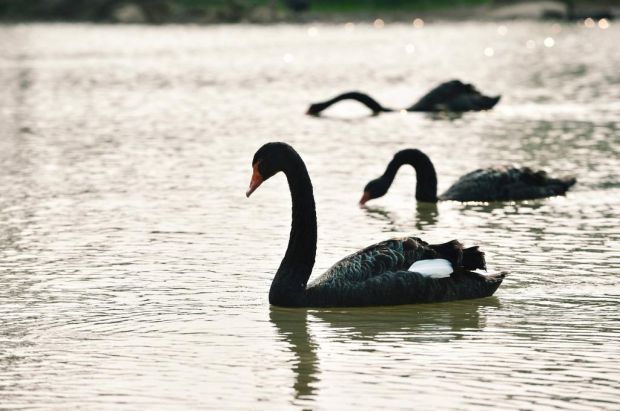 Drei „Schwarze Schwäne“: Corona und die ASP in China sowie Deutschland. Drei „Schwarze Schwäne“: Corona und die ASP in China sowie Deutschland.