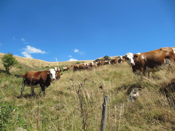 Von Mai bis November grasen die Kühe mit ihren Kälbern auf der Weide. In den Wintermonaten wird Heu zugefüttert. Von Mai bis November grasen die Kühe mit ihren Kälbern auf der Weide. In den Wintermonaten wird Heu zugefüttert.