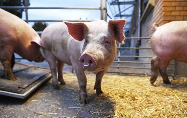Möglichst stressfrei: Sowohl die Anlieferung der Schweine zum Schlachthof als auch der Zutrieb zur Schlachtung sollen stressfrei ablaufen. Möglichst stressfrei: Sowohl die Anlieferung der Schweine zum Schlachthof als auch der Zutrieb zur Schlachtung sollen stressfrei ablaufen.