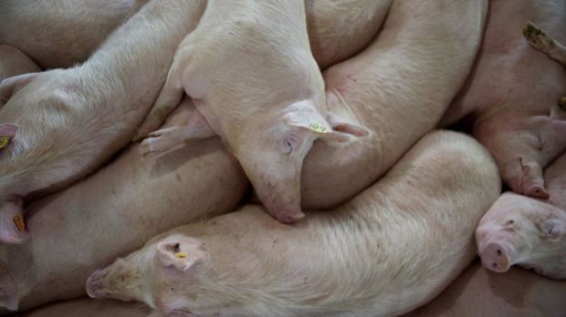 Schweine finden in den USA nicht immer Abnehmer, weil Schlachthöfe wegen der Corona-Epidemie schließen mussten. Schweine finden in den USA nicht immer Abnehmer, weil Schlachthöfe wegen der Corona-Epidemie schließen mussten.