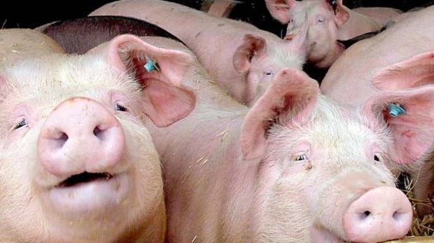 Die Ställe sind voll und die Preise fallen. Schweinemäster leiden besonders unter der Schließung des Schlachthofs in Rheda. Die Ställe sind voll und die Preise fallen. Schweinemäster leiden besonders unter der Schließung des Schlachthofs in Rheda.