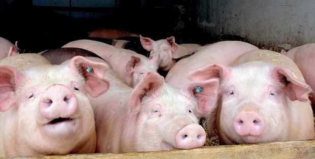 Trotz der coronabedingten Einschränkungen kann der Schweinepreis in Deutschland stabil gehalten werden. Trotz der coronabedingten Einschränkungen kann der Schweinepreis in Deutschland stabil gehalten werden.
