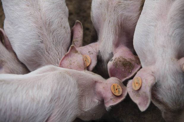 Ein schrumpfender Schweinebestand und niedrigere Schlachtzahlen sorgten für einen Rückgange der Exportmengen. Ein schrumpfender Schweinebestand und niedrigere Schlachtzahlen sorgten für einen Rückgange der Exportmengen.