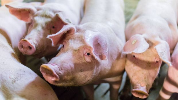 Niedersachsens Landwirtschaftskammer erwartet einen weiteren Rückgang der Schweineproduktion. Niedersachsens Landwirtschaftskammer erwartet einen weiteren Rückgang der Schweineproduktion.