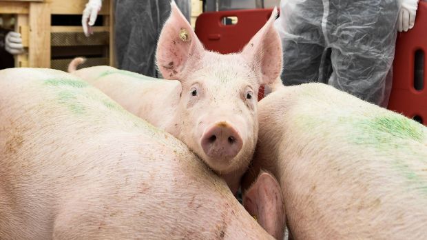 Das neue Jahr startet am Schweinemarkt so, wie das alte endete: mit Überhängen. Das neue Jahr startet am Schweinemarkt so, wie das alte endete: mit Überhängen.