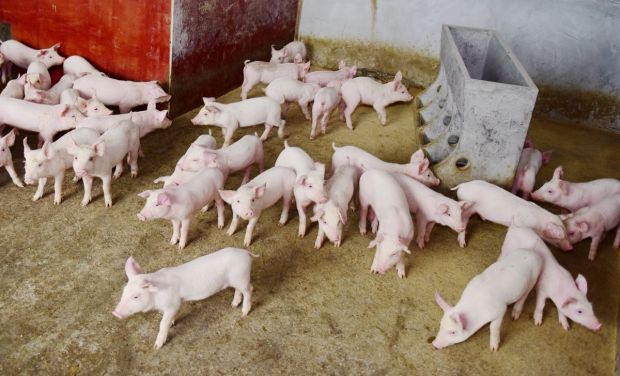 Chinesischen Wissenschaftlern zufolge haben die neuen Stämme eine niedrigere Mortalität bei Schweinen und verursachen chronische klinische Symptome. Chinesischen Wissenschaftlern zufolge haben die neuen Stämme eine niedrigere Mortalität bei Schweinen und verursachen chronische klinische Symptome.