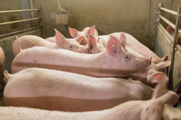 Im Vergleich zum Vorjahr wurden 11,1 Prozent mehr Mastschweine gezählt. Im Vergleich zum Vorjahr wurden 11,1 Prozent mehr Mastschweine gezählt.