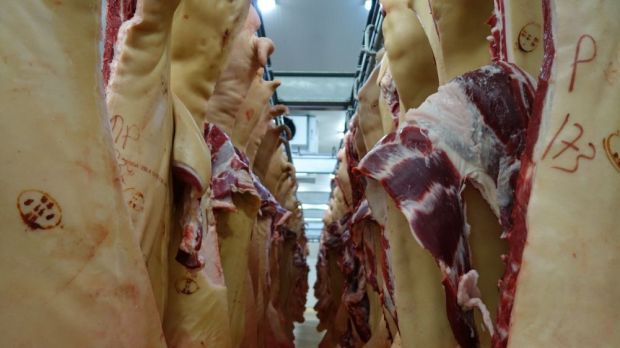 In den Niederlanden arbeiten die Schlachthöfe ohne Einschränkungen. Der geringe Krankenstand in der Fleischwirtschaft ist für den Branchenverband COV ein Beleg für die erfolgreiche Corona-Prävention. In den Niederlanden arbeiten die Schlachthöfe ohne Einschränkungen. Der geringe Krankenstand in der Fleischwirtschaft ist für den Branchenverband COV ein Beleg für die erfolgreiche Corona-Prävention.