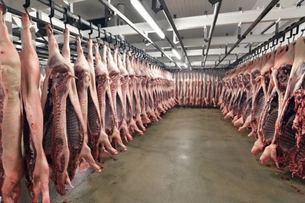 In den EU-Schlachthöfen kommen derzeit mehr Schweine an den Haken als sich auf dem Fleischmarkt absetzten lassen. Die Bestände in den Kühlhäusern wachsen so weiter an. In den EU-Schlachthöfen kommen derzeit mehr Schweine an den Haken als sich auf dem Fleischmarkt absetzten lassen. Die Bestände in den Kühlhäusern wachsen so weiter an.