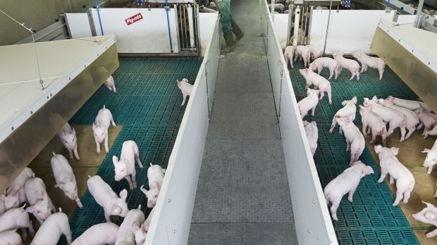Stufe 2 („Stallhaltung plus“) bedeutet eine Haltung der Tiere mit höheren Tierwohlstandards wie etwa mindestens zehn Prozent mehr Platz im Stall und zusätzliches Beschäftigungsmaterial. Stufe 2 („Stallhaltung plus“) bedeutet eine Haltung der Tiere mit höheren Tierwohlstandards wie etwa mindestens zehn Prozent mehr Platz im Stall und zusätzliches Beschäftigungsmaterial.