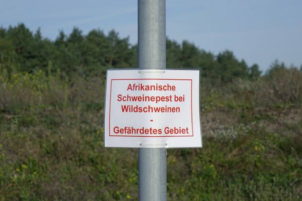 Der nach dem Auftreten der ASP in Deutschland brachliegende Export bringt steigenden Druck in den Schweinemarkt. Der nach dem Auftreten der ASP in Deutschland brachliegende Export bringt steigenden Druck in den Schweinemarkt.