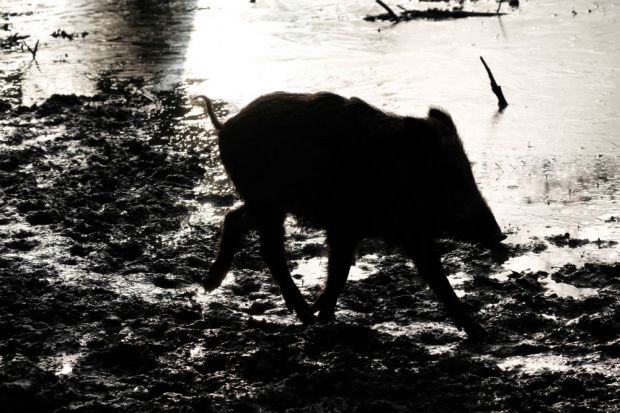 In Polen wurden in der vergangenen Woche 50 infizierte Wildschweine gefunden. In Polen wurden in der vergangenen Woche 50 infizierte Wildschweine gefunden.