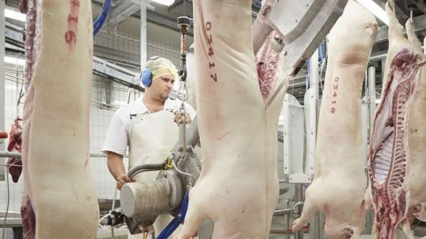 Spalten der Schlachtschweine in Hälften. Spalten der Schlachtschweine in Hälften.