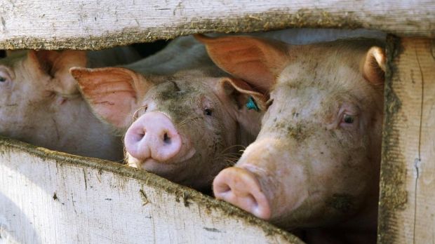 Der BWV hat eine Resolution zur Unterstützung der Schweinehalter verfasst. Der BWV hat eine Resolution zur Unterstützung der Schweinehalter verfasst.