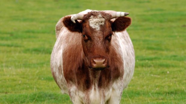 Das deutsche Shorthorn ist die älteste deutsche Fleischrinderrasse. Das deutsche Shorthorn ist die älteste deutsche Fleischrinderrasse.