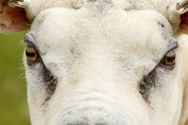 Die Fleischeigenschaften der Texel-Schafe gelten als hervorragend. Die Fleischeigenschaften der Texel-Schafe gelten als hervorragend.