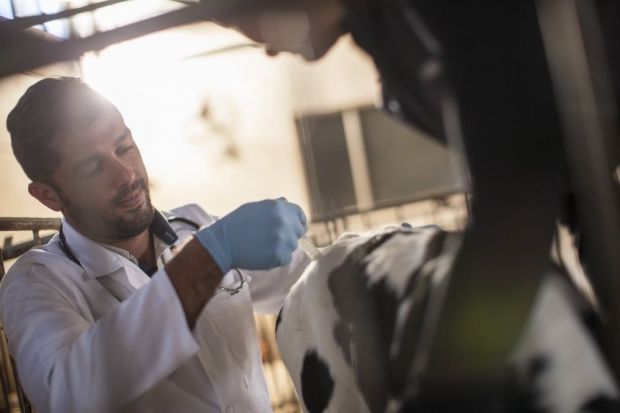 Die eingesetzte Antibiotika-Menge sank 2019 im Vergleich zum Vorjahr um 7,2 Prozent. Die eingesetzte Antibiotika-Menge sank 2019 im Vergleich zum Vorjahr um 7,2 Prozent.