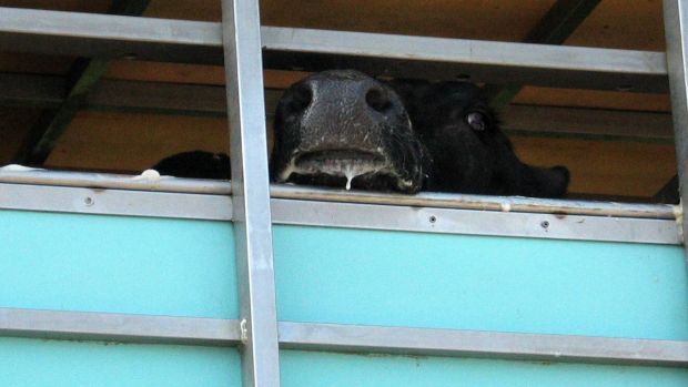Zweifel an der Einhaltung der Tierschutzbestimmungen veranlassen Niedersachsen und Nordrhein-Westfalen dazu, Langstreckentransporten die Genehmigung zu versagen. Zweifel an der Einhaltung der Tierschutzbestimmungen veranlassen Niedersachsen und Nordrhein-Westfalen dazu, Langstreckentransporten die Genehmigung zu versagen.