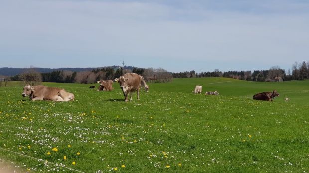 Weidende Rinder im Allgäu am Auerberg. Weidende Rinder im Allgäu am Auerberg.