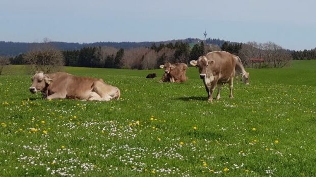 Weidende Rinder im Allgäu am Auerberg. Weidende Rinder im Allgäu am Auerberg.