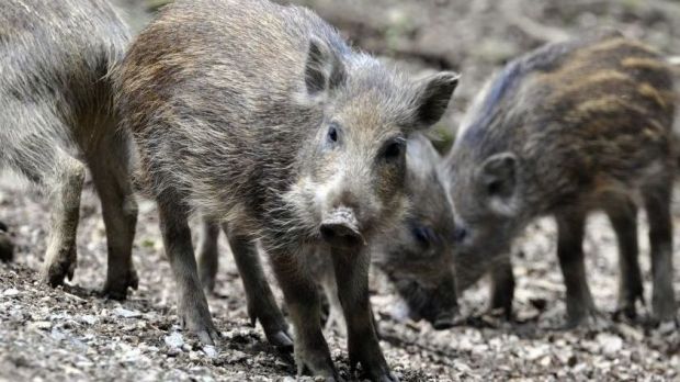 Wildschweine schleppen die Afrikanische Schweinepest in die Europäische Union ein. Wildschweine schleppen die Afrikanische Schweinepest in die Europäische Union ein.