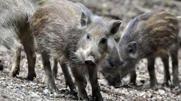 Wildschweine schleppen die Afrikanische Schweinepest in die Europäische Union ein. Wildschweine schleppen die Afrikanische Schweinepest in die Europäische Union ein.