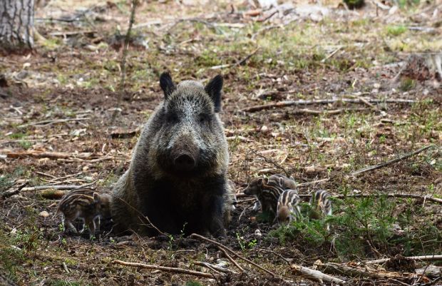 Das tote Tier wurde 60 km weit entfernt vom bisherigen ASP-Kerngebiet gefunden. Das tote Tier wurde 60 km weit entfernt vom bisherigen ASP-Kerngebiet gefunden.