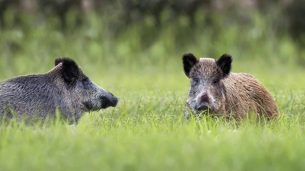 In Polen wurden während der aktuellen Jagdsaison bereits rund 145.000 Stück Schwarzwild geschossen. In Polen wurden während der aktuellen Jagdsaison bereits rund 145.000 Stück Schwarzwild geschossen.
