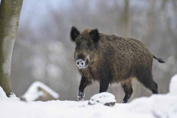 Die Afrikanische Schweinepest breitet sich weiter aus. Die Afrikanische Schweinepest breitet sich weiter aus.