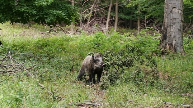 Im Polen wurden in diesem Jahr deutlich mehr ASP-infizierte Wildschweine gefunden als 2019. Im Polen wurden in diesem Jahr deutlich mehr ASP-infizierte Wildschweine gefunden als 2019.