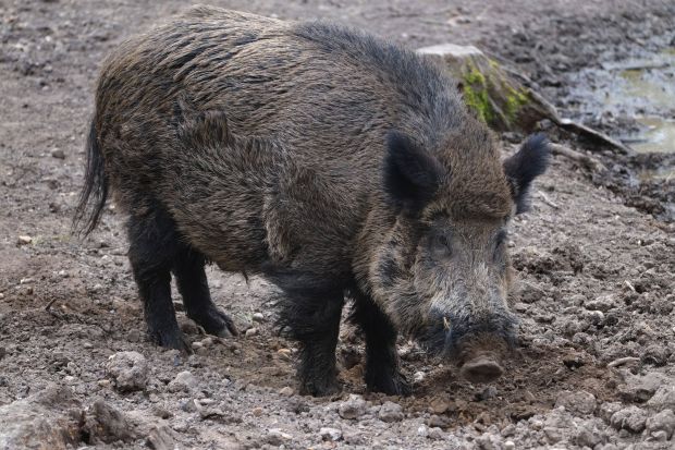 Auch unweit der deutsch-polnischen Grenze wurden erneut tote Wildschweine gefunden. Auch unweit der deutsch-polnischen Grenze wurden erneut tote Wildschweine gefunden.