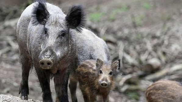 Das Friedrich-Loeffler-Institut bestätigte weitere Fälle von ASP bei Wildschweinen in Brandenburg. Das Friedrich-Loeffler-Institut bestätigte weitere Fälle von ASP bei Wildschweinen in Brandenburg.