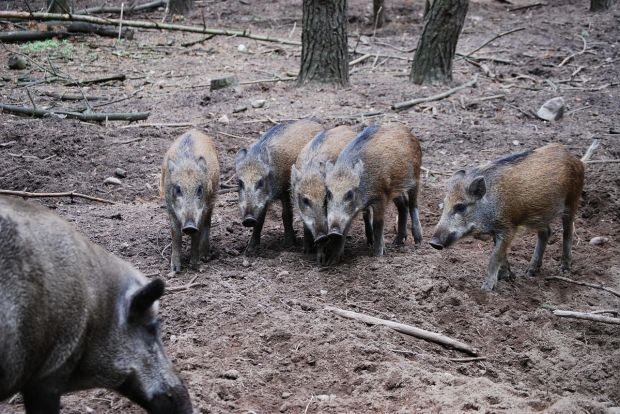 Gruppe von Wildschweinen. Die Schwarzkittel schleppen die Afrikanische Schweinepest (ASP) in die Europäische Union ein. Gruppe von Wildschweinen. Die Schwarzkittel schleppen die Afrikanische Schweinepest (ASP) in die Europäische Union ein.