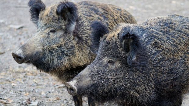 Erstmals ist in Papua-Neuguinea die Afrikanische Schweinepest ausgebrochen. Erstmals ist in Papua-Neuguinea die Afrikanische Schweinepest ausgebrochen.
