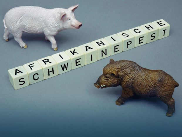 Wenige infizierte Wildschweine ziehen weite Kreise über Brandenburg hinaus. Wenige infizierte Wildschweine ziehen weite Kreise über Brandenburg hinaus.