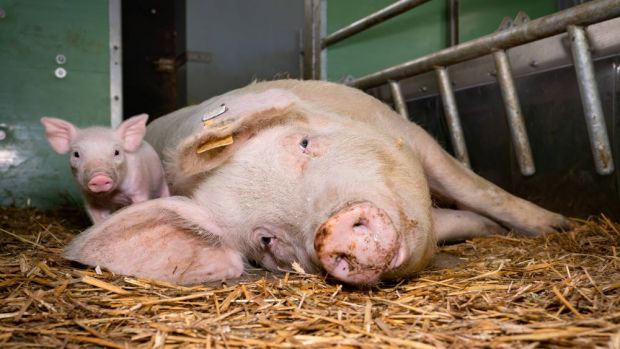 Mit der Impfung könne auf die chirurgische Kastration gänzlich verzichtet werden, stellt das ABD fest. Mit der Impfung könne auf die chirurgische Kastration gänzlich verzichtet werden, stellt das ABD fest.