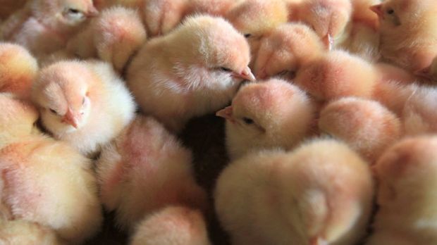 Den Betrieben stehen – neben der Aufzucht von Bruderhähnen und der Verwendung von Zweinutzungshühnern – marktreife Alternativen zur Geschlechtsbestimmung im Brutei zur Verfügung. Den Betrieben stehen – neben der Aufzucht von Bruderhähnen und der Verwendung von Zweinutzungshühnern – marktreife Alternativen zur Geschlechtsbestimmung im Brutei zur Verfügung.
