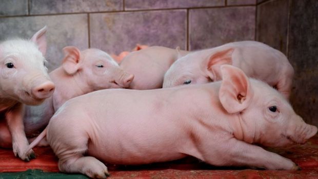 Die Lieferanten der Böseler Goldschmaus sollen ihre Ferkel in Zukunft weiter chirurgisch kastrieren und werden beim Kauf von Narkosegeräten unterstützt. Die Lieferanten der Böseler Goldschmaus sollen ihre Ferkel in Zukunft weiter chirurgisch kastrieren und werden beim Kauf von Narkosegeräten unterstützt.