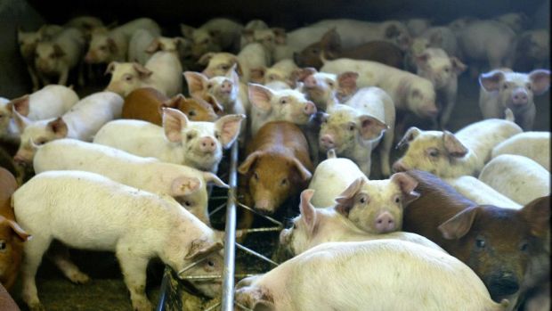 Die Zahl der Ferkel mit einem Gewicht von weniger als 20 kg nahm binnen Jahresfrist um 4,7 Prozent auf 2,71 Millionen zu. Die Zahl der Ferkel mit einem Gewicht von weniger als 20 kg nahm binnen Jahresfrist um 4,7 Prozent auf 2,71 Millionen zu.